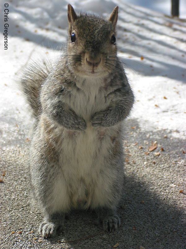Standing Squirrel