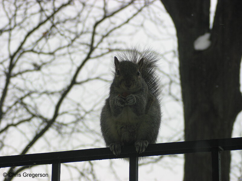 A Squirrel Watching Me