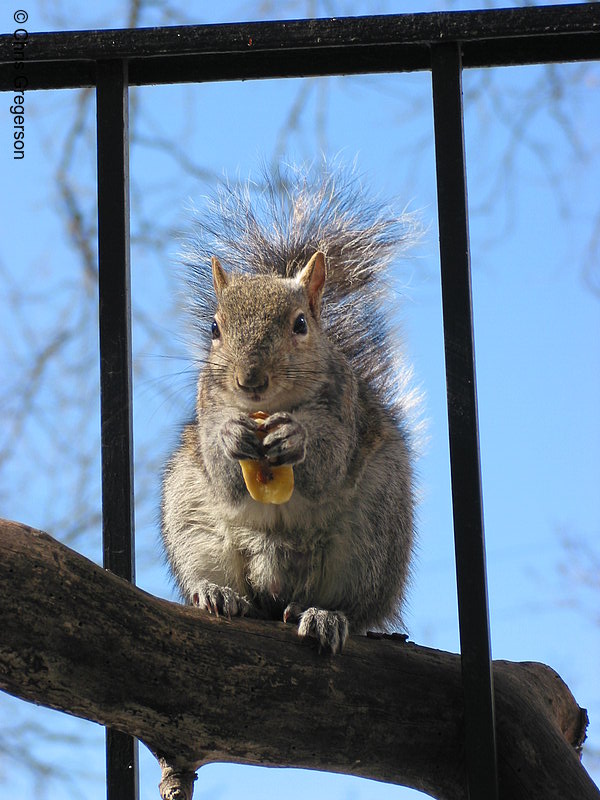 Squirrel Eating on a Branch