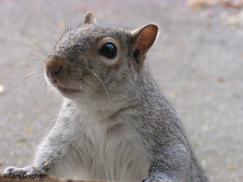 Photo of Squirrel Begging for Food(2744)