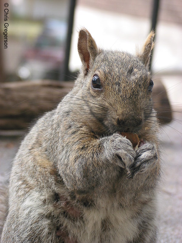Sarah the Squirrel 
