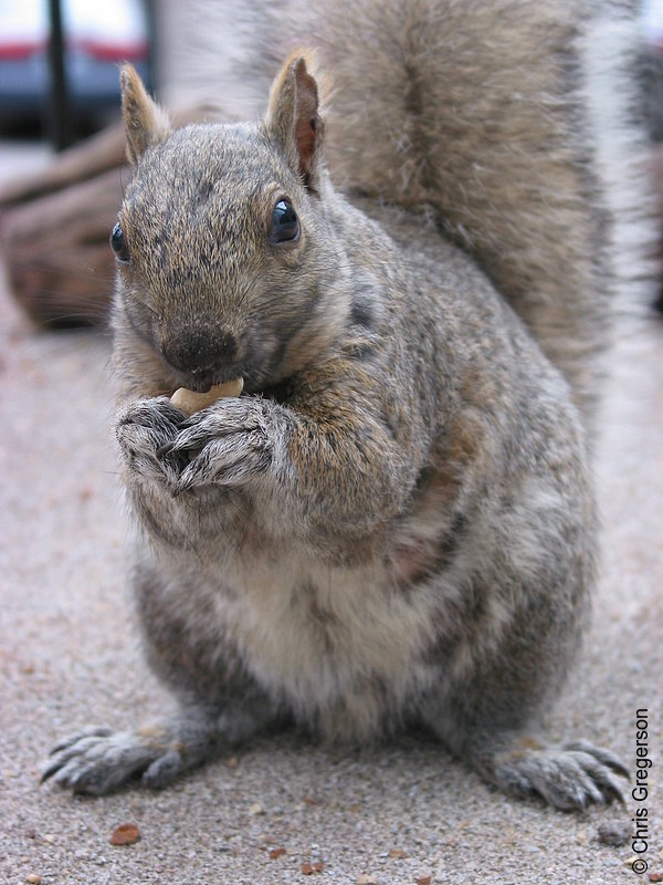Squirrel Eating on my Patio