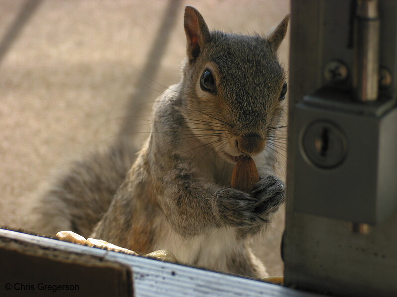 Squirrel Holding an Almond
