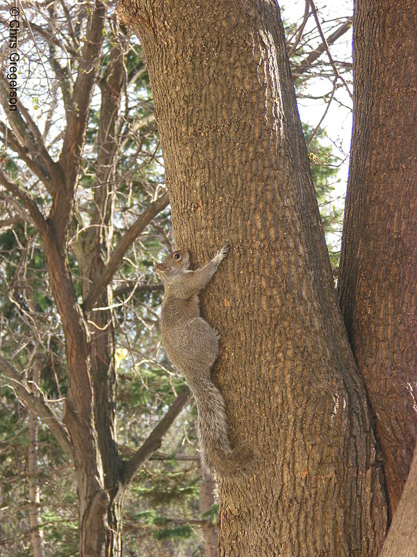 Squirrel on a Tree