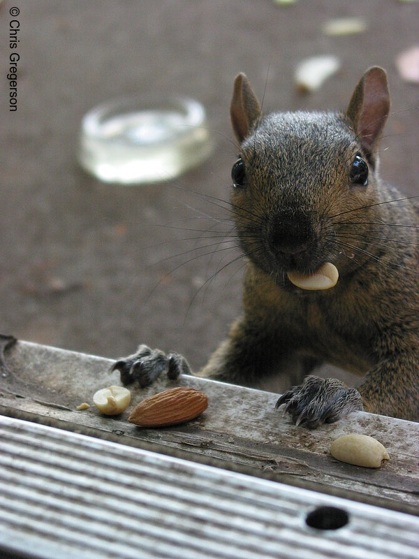 Squirrel with Food in his Mouth