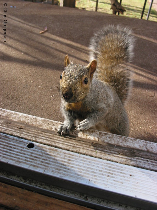 Squirrel Visitor