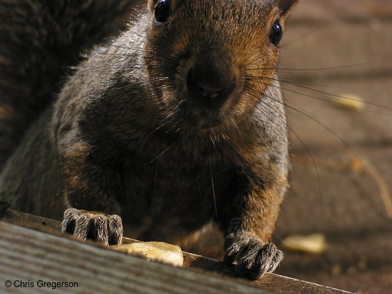 Hungry Squirrel