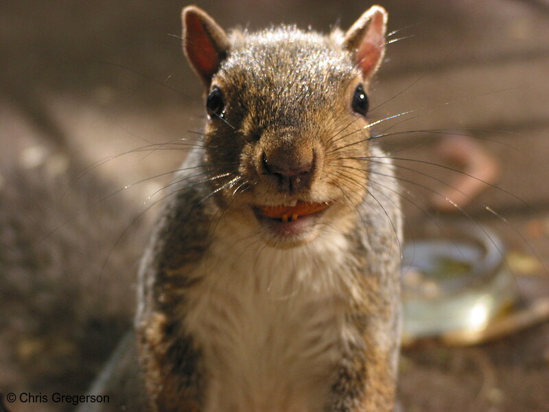 Squirrel With Almond in Mouth