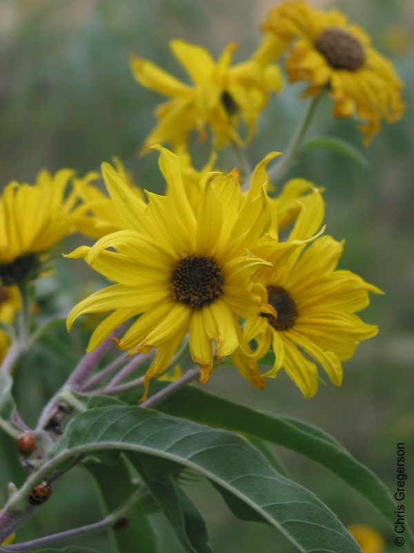Photo of Yellow Daisy Flower(2972)