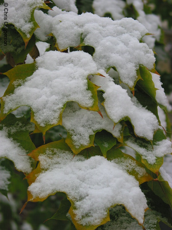 Photo of Snow on Maple Leafs(3027)
