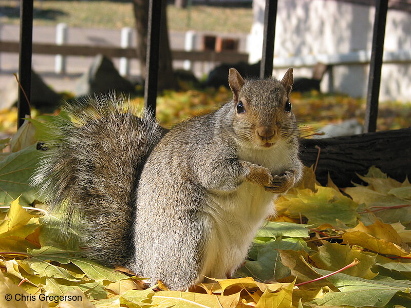 Squirrel in Autumn Leafs