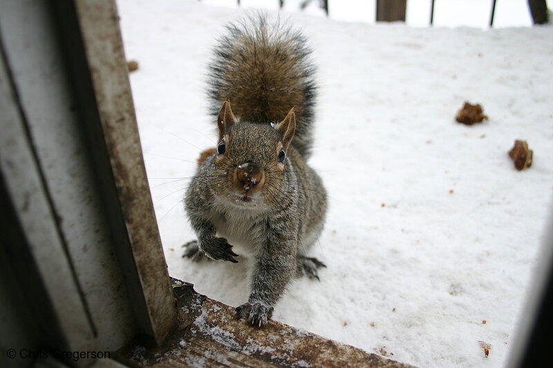 Hungry Squirrel