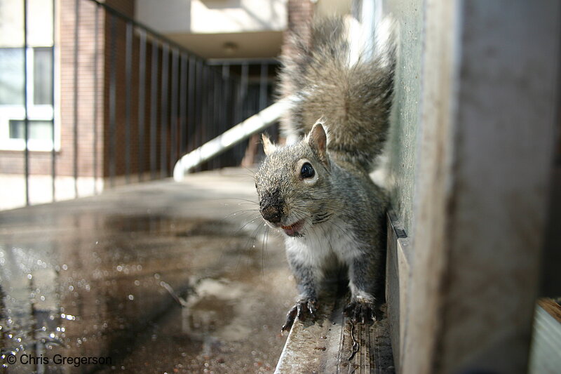 Squirrel on a Ledge