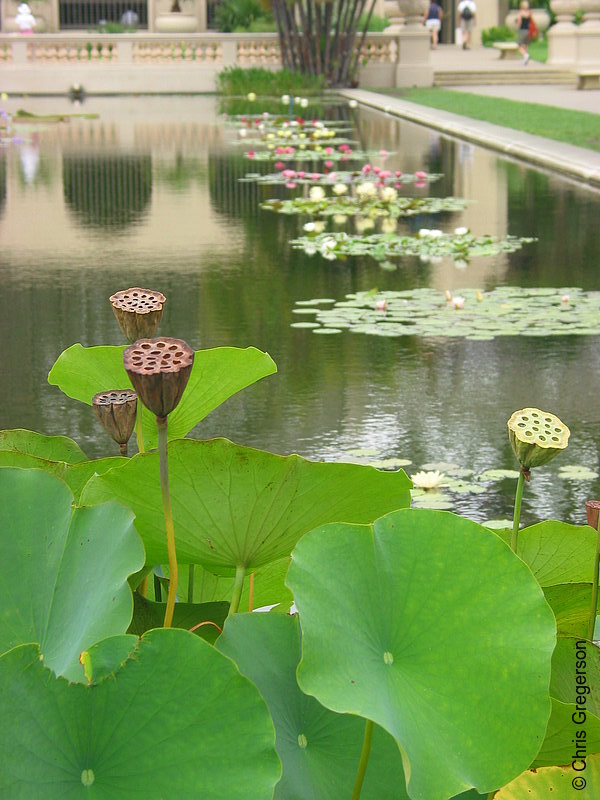 Photo of Balboa Park Lily Pond(3172)