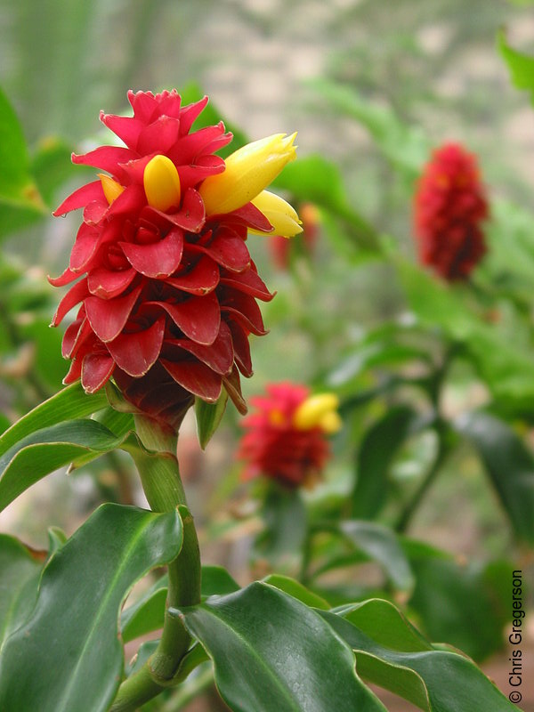Photo of Red and Yellow Flower, Botanical Building(3174)