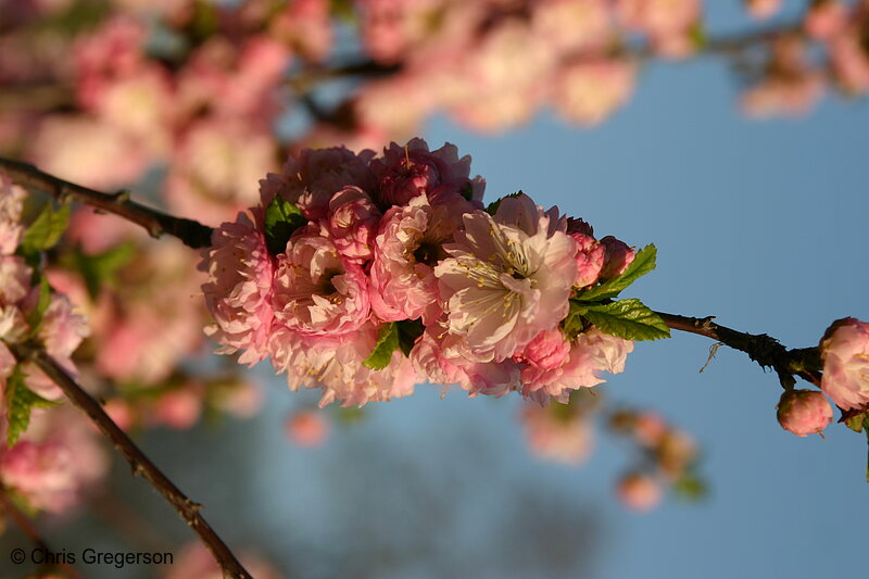 Photo of Flowering Bush(4501)
