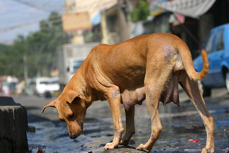 Photo of Female Dog on Streets of Manila, the Philippines(4586)