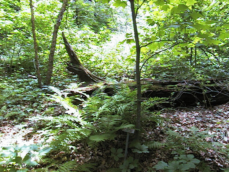 Photo of Fallen Tree in the Wildflower Garden(475)