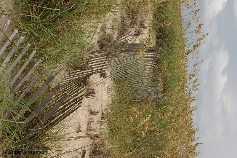 Photo of North Carolina Dunes(4937)