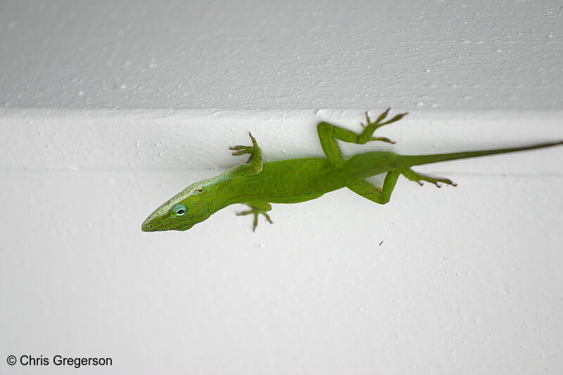 Photo of Green Gecko on a White Fence(4939)