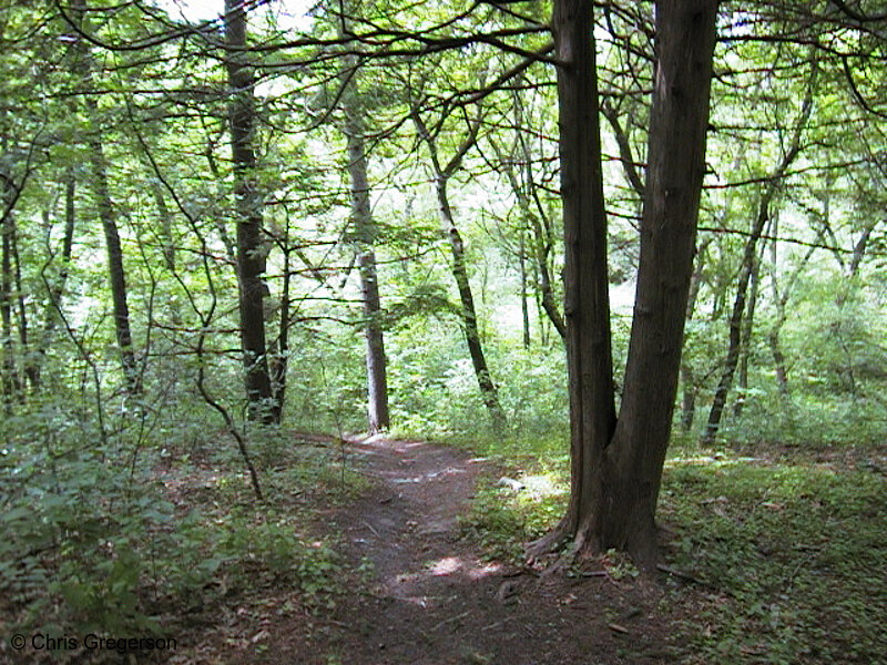 Photo of Downhill Path at Wirth Park(516)
