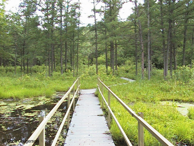 Photo of Bridge over the Bog  at Wirth Park(518)