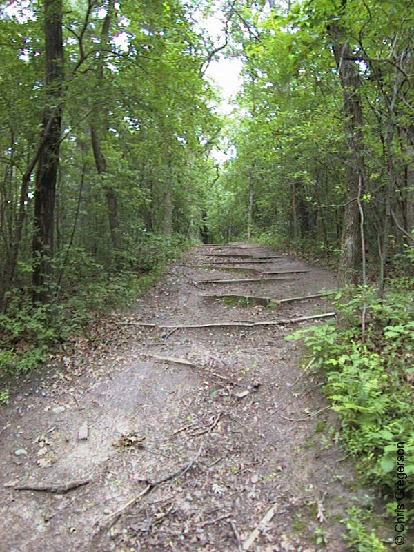 Photo of Path Near the Bog(519)