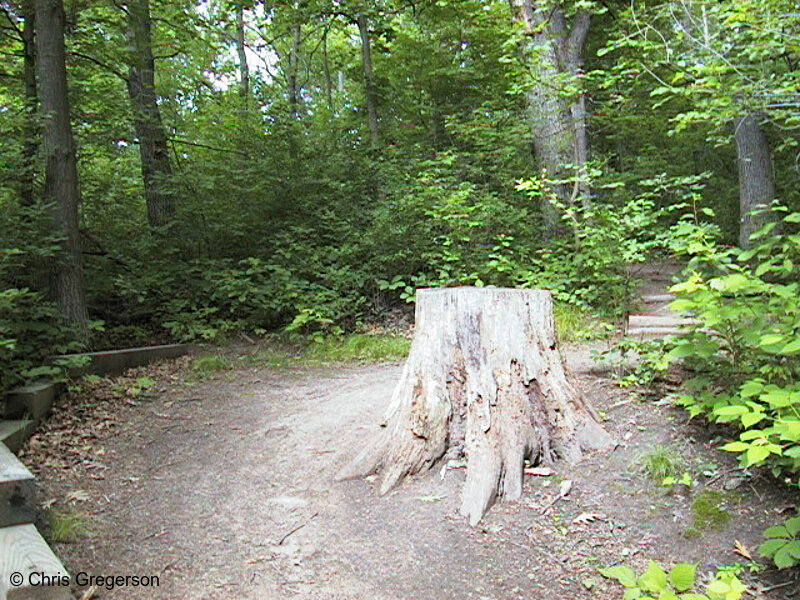 Photo of Tree Stump Near the Bog(521)