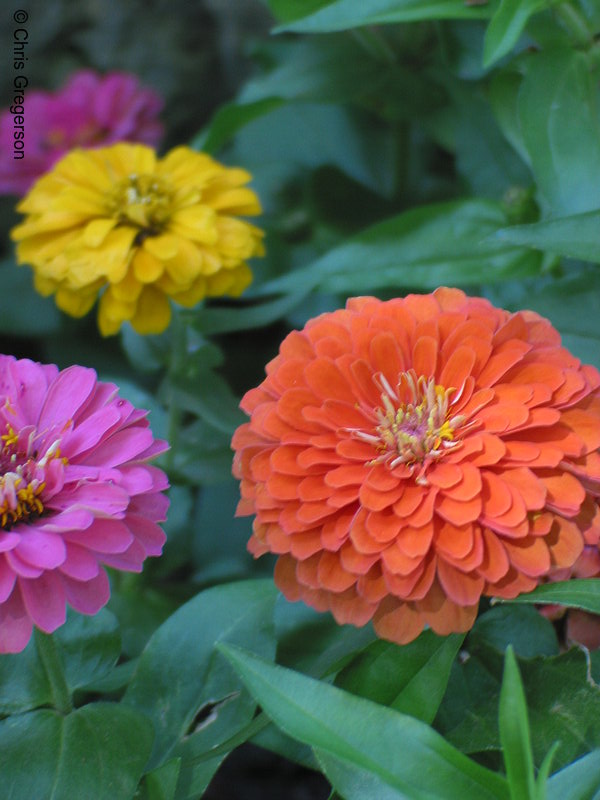 Photo of Colorful Posies(5249)