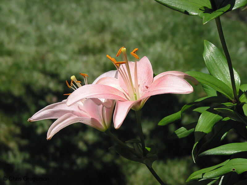 Photo of Two Pink Lillies(5251)