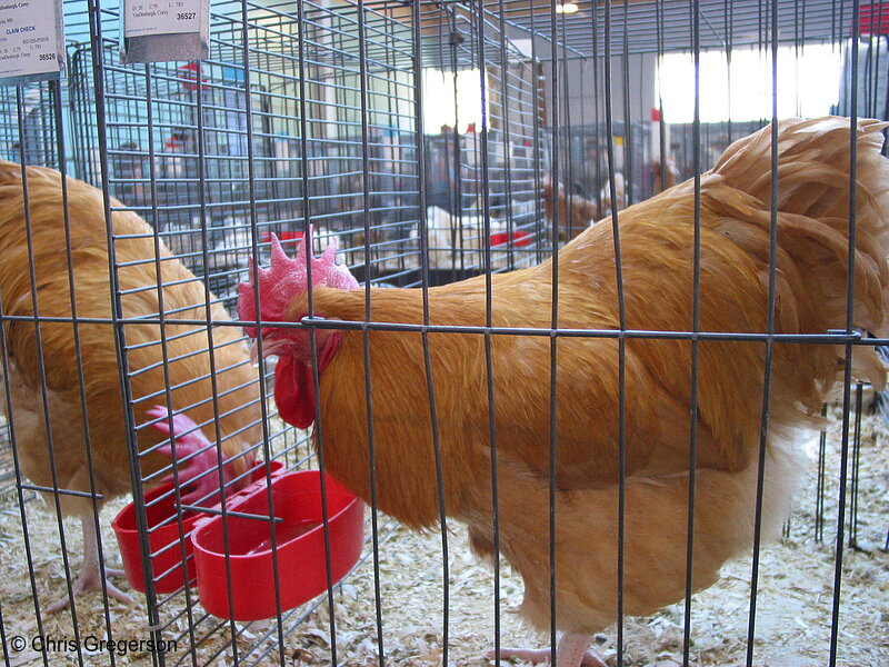 Prize Chicken or Rooster, State Fair