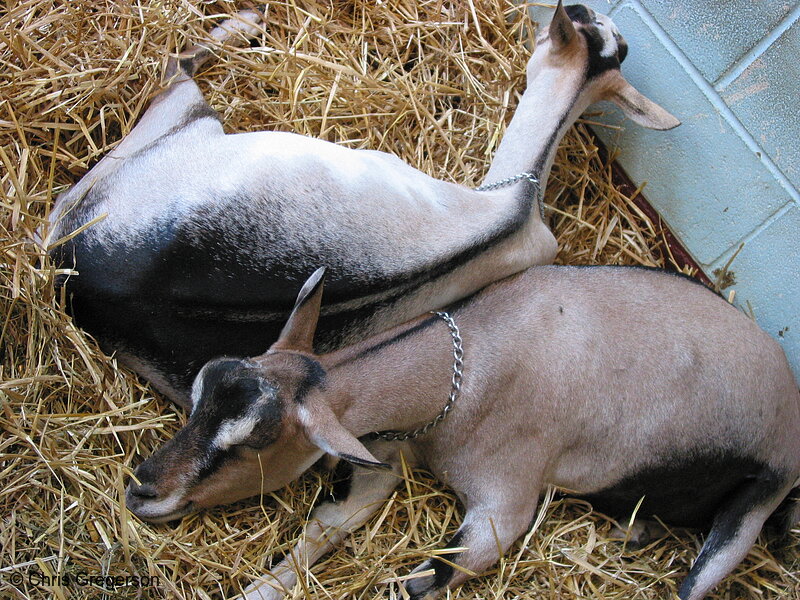 Goats Sleeping on Straw, State Fair
