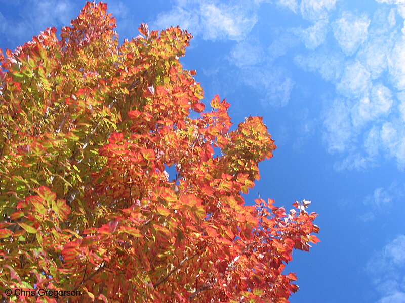 Photo of Changing Fall Leafs and Blue Sky with White Clouds(5345)