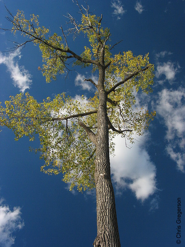 Photo of Tree and Sky(5358)