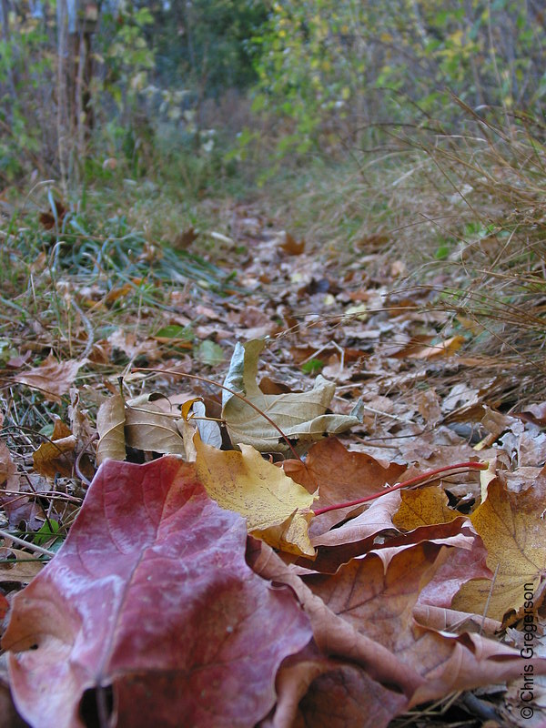 Photo of Close-Up of Trail Covered with Fallen Leafs(5359)