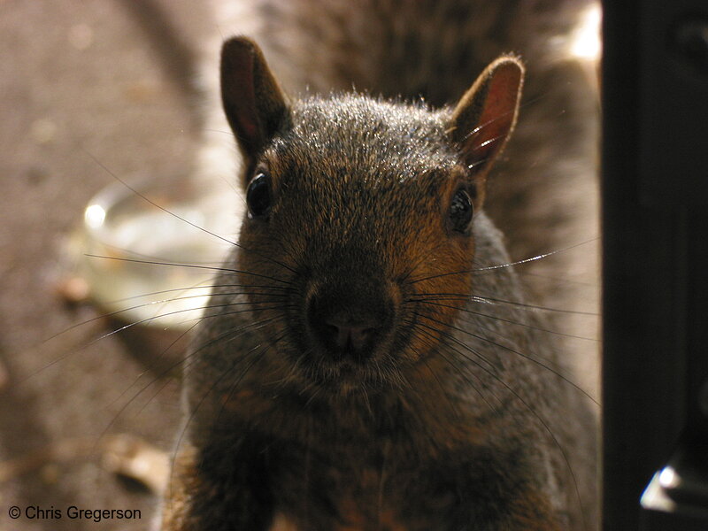 Squirrel Looking You in the Eye