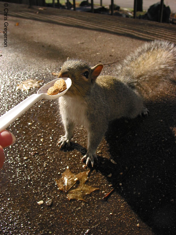 Squirrel Approaching Food Cautiously