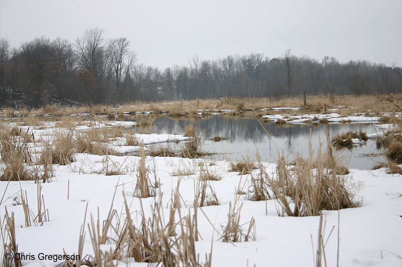 Photo of Snow-Covered Marshland in Wisconsin(5479)