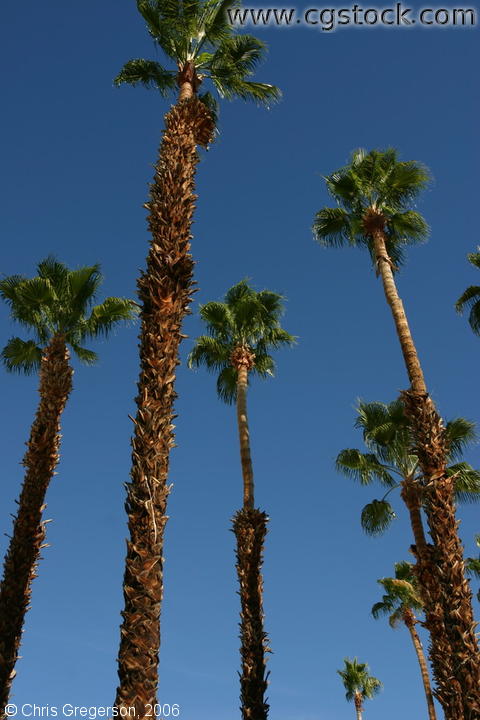 Photo of Palm Trees Rising Upwards Against a Blue Sky(5495)