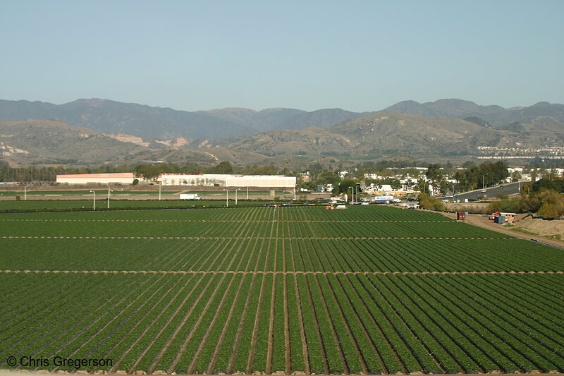 Photo of Orderly Rows of Crops Outside San Diego, CA(5602)