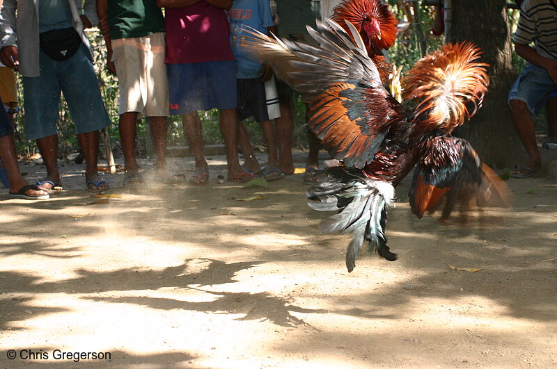 Photo of Cockfight in Ilocos Norte, the Philippines(5683)