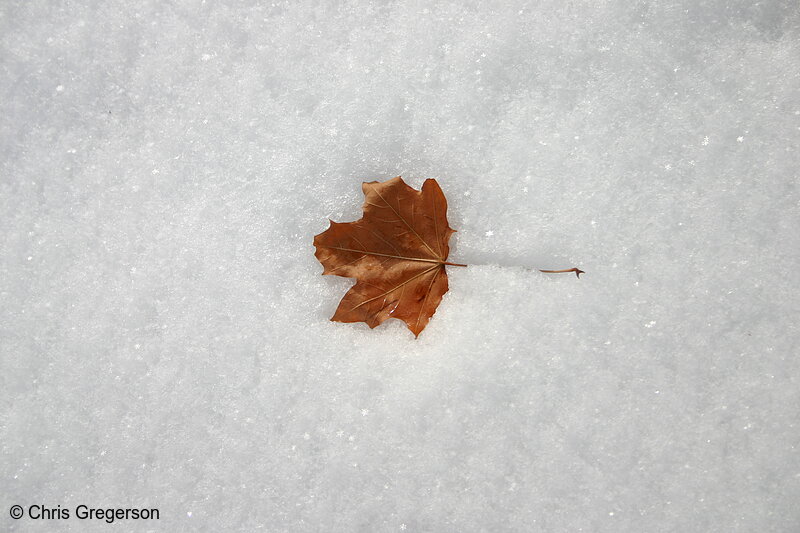 Photo of A Single Leaf in Fresh Snow(5729)