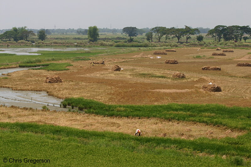 Photo of Farmland Near the National Highway North of Manila(6289)