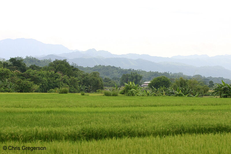Photo of Rice Fields and Mountains in Ilocos Norte, the Philippines(6356)