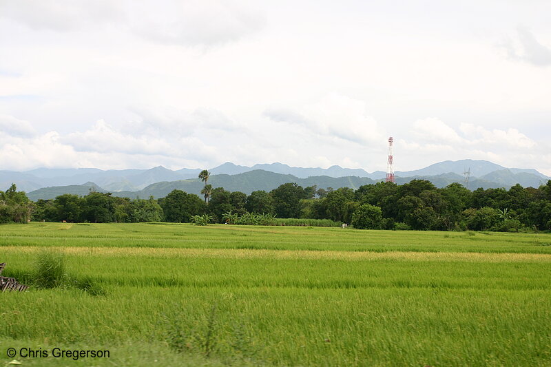 Photo of Rice Fields, Trees, Mountains, and a Cell Phone Tower in Ilocoso Norte(6361)