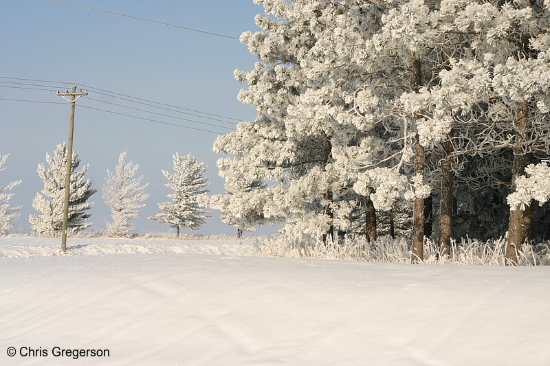Photo of Snow Covered Pine Trees(6505)