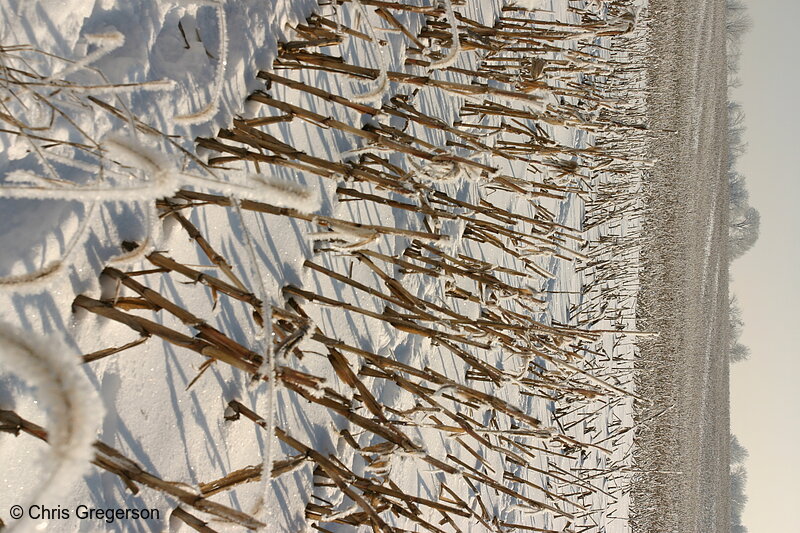 Photo of Corn Field in Wintertime(6510)