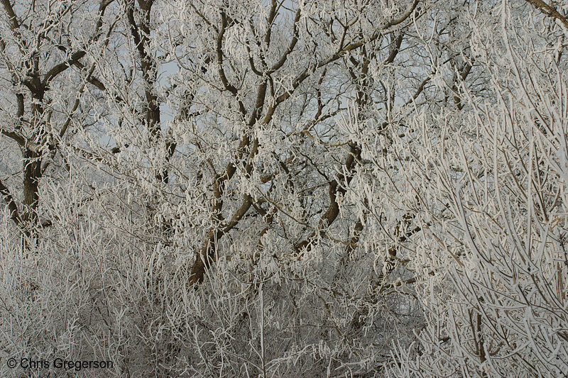 Photo of Frost-Covered Tree Branches(6511)