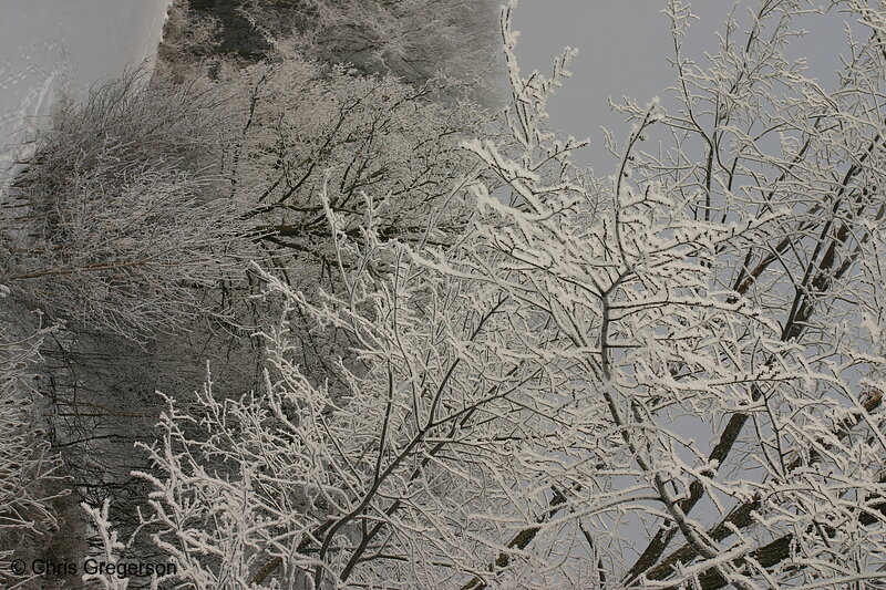 Photo of Trees White with Frost in Winter(6517)