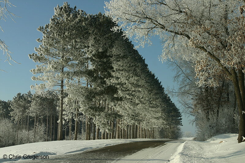 Photo of Frost Covered Pine Trees Along Rural Road(6518)